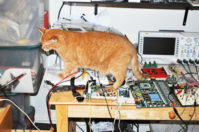 Ginger the Programmer Cat