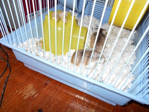 Two hamsters