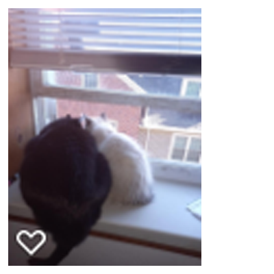 Oliver  and Daisy on Windowsill